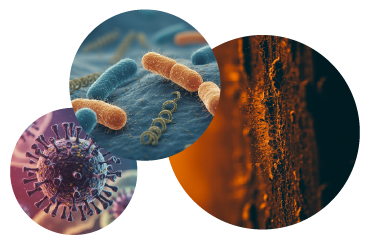three images of bacteria viruses and molds